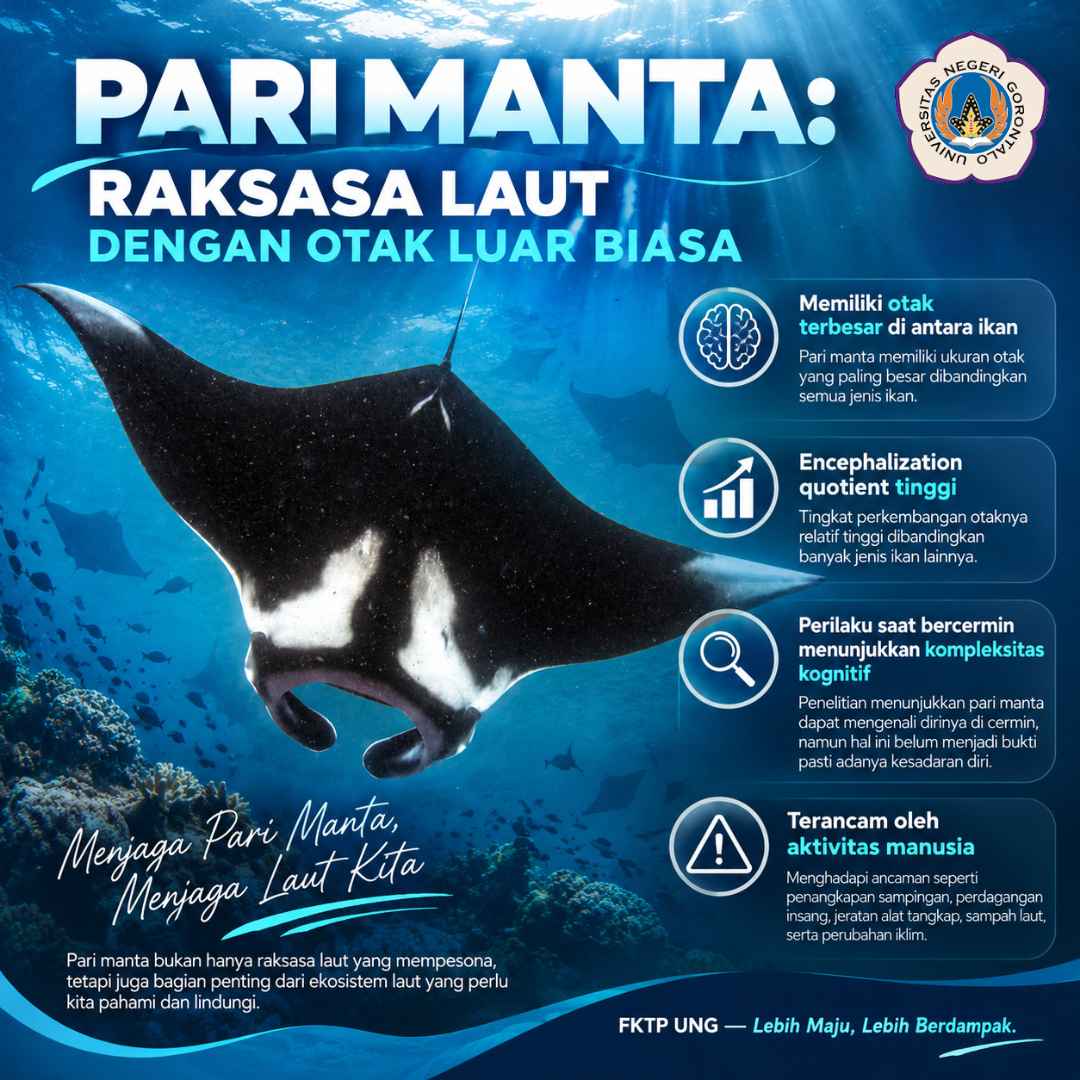 Tanpa Gambar